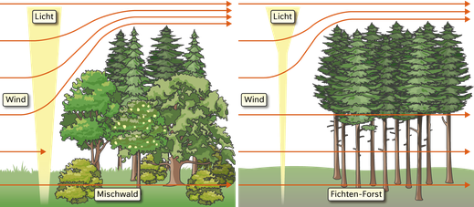 Einwirkung von Wind und Licht in Mischwald und Monokultur Fichtenwald, natürlicher Waldrand, Stockwerkbau
