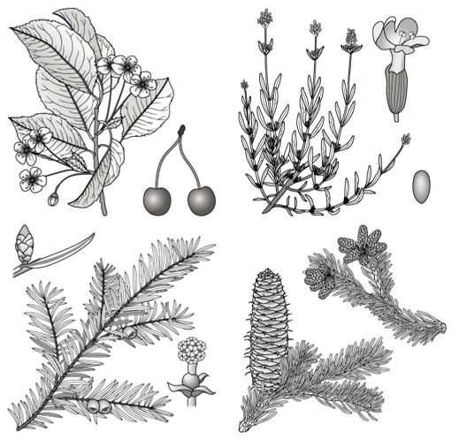 Verlgeichende Morphologie bei Pflanzen, Gymnospermen, Angiospermen
