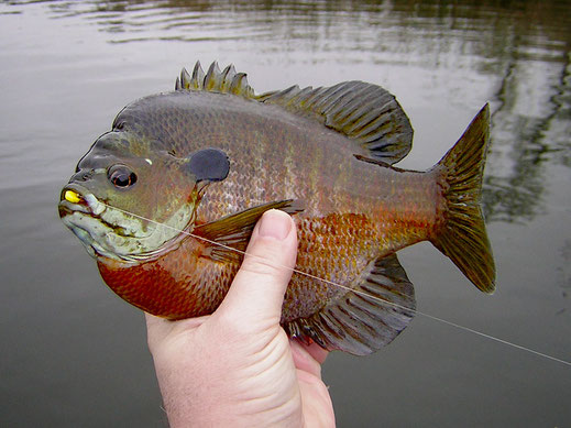 Colorful San Diego bluegill caught fly fishing with yellow Gartside Gurgler fly.