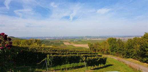 Blick vom "Weinkastel" / Kloppberg - eine malerisch-schöne Aussicht auf die Rheinebene