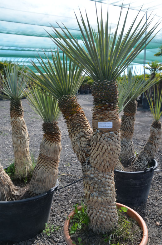Yucca rostrata bis 20°C palmenschartners Webseite!