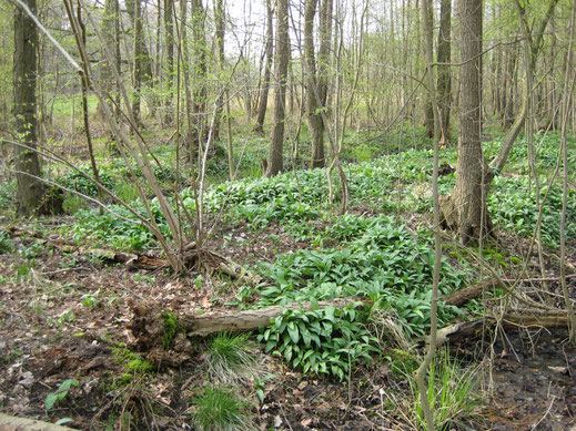 Eiken-Haagbeukenbos met Daslook en Elzenbroekbos met Stijve zegge in greppels