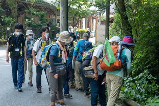 午前中は観察会：ウバユリの蕾を見ながら、ウバユリの名前の由来を説明