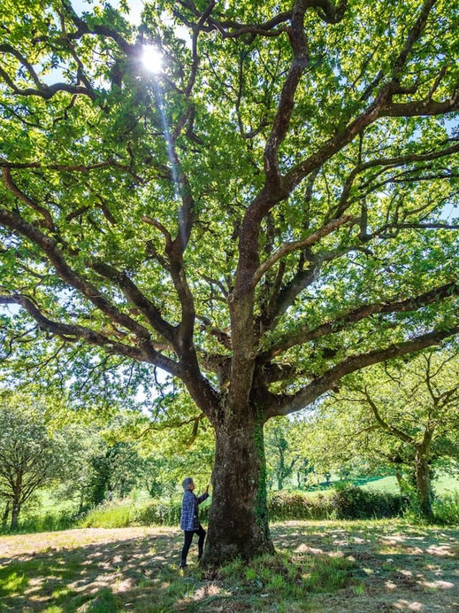 Für Menschen, die gerne die unterstützende und wohltuende Kraft der Natur in einer Waldtherapie (Psychotherapie) erleben wollen, die Möglichkeit Psychotherapie in Hamburg Rissen wahrzunehmen. 