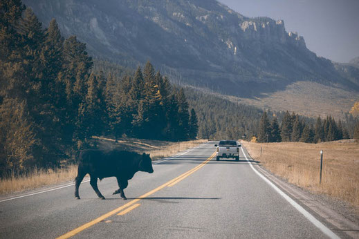 Wyoming, der Westen Amerikas, Cowboys