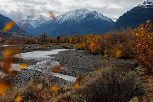 Indian Summer in Wyoming, yellow aspen around Yellowstone, Fall in the USA