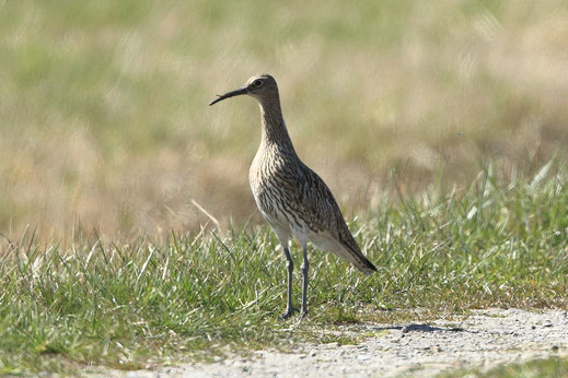 Regenbrachvogel, kennzeichnend ist der sehr kurze, gebogenene Schnabel (Foto: Joachim Aschenbrenner)