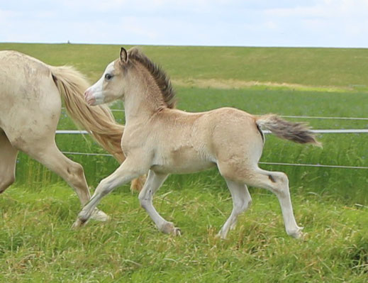 Oostdijk's Ceridwen Manwë, buckskin colt, 08-05-2025