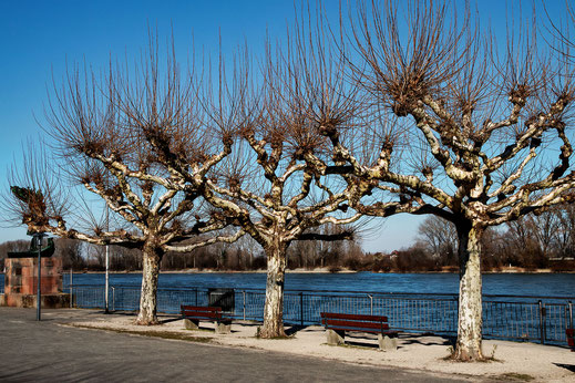 Rheinufer-Promenade in Worms © Jutta M. Jenning mjpics