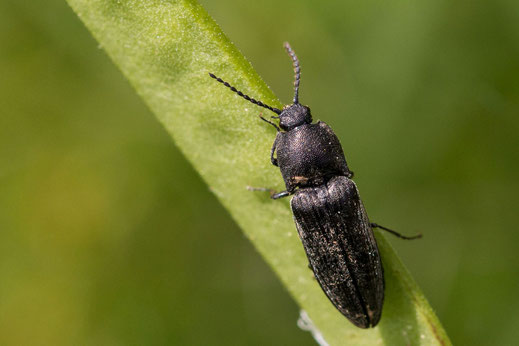 Ein schwarzer Käfer (Flügelinsekt) hangelt sich am Blatt entlang