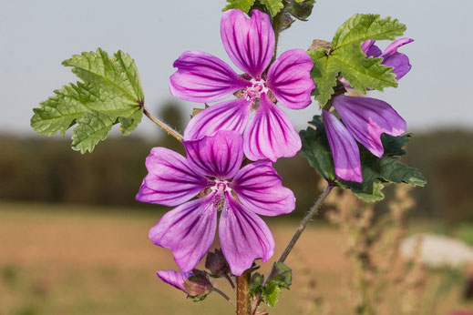 wilde-malve-im-feld