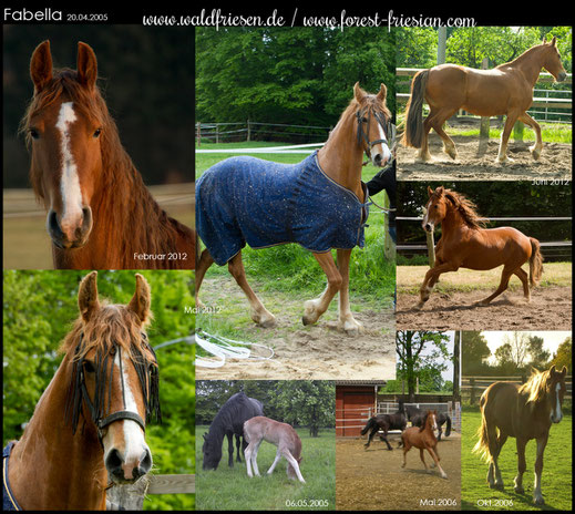 Fabella Forest Friesian, a purebred Red Friesian / Foxfriesian