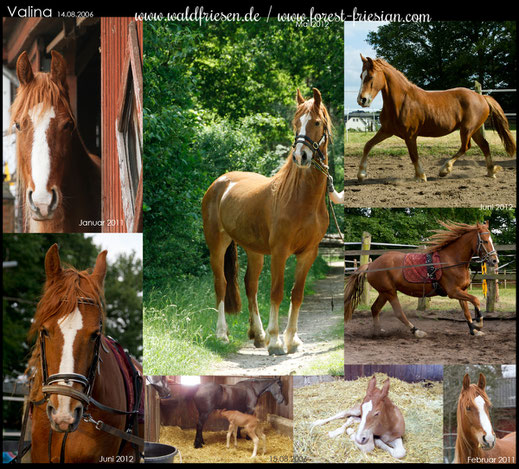 Valina www.forest-friesian.com fuchsfriesen chestnut friesians