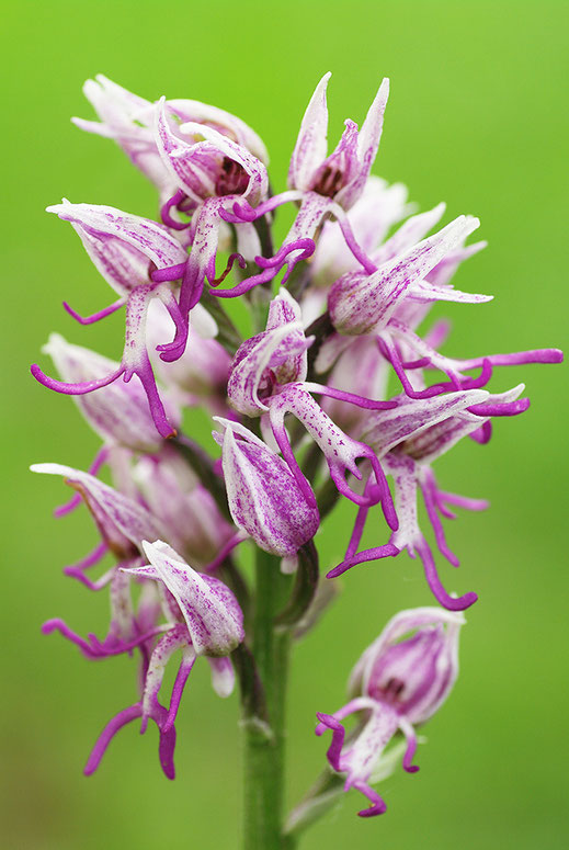 Heimische Orchideen achimschumachers Webseite!