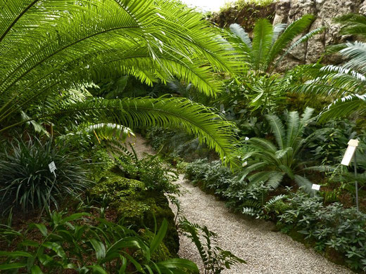 100 Jahre Botanischer Garten Munchen Nymphenburg Bei Uns Dahoam