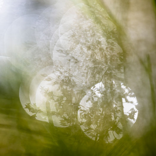 Sandra Gygax-Zehnder Fotografie & Kunst