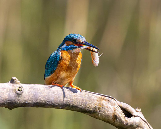 EISVOGEL SCHNAPPSCHUSS CUDREFIN, Sandra Gygax-Zehnder Fotografie & Kunst