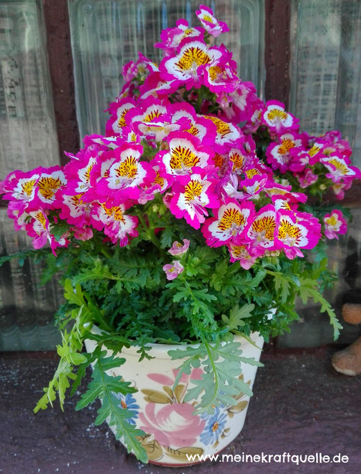 Duftgeranie, Kraftquelle, Blumen im Frühling