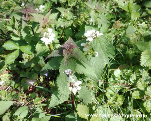 Kräuterführung Wetterau, Kräuterführung Hessen, Kräuterführung Vogelsberg, Kräuter kennen lernen, Kraftquelle Kräuter