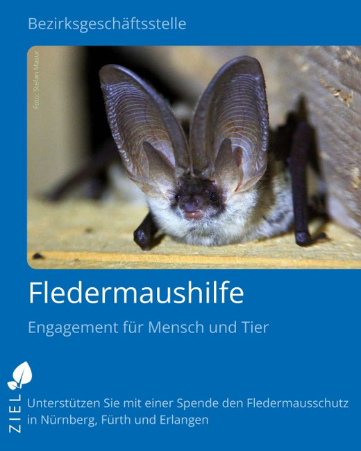 Foto: Graues Langohr, Stefan Masur