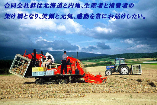 北海道富良野市　玉ねぎの収穫風景