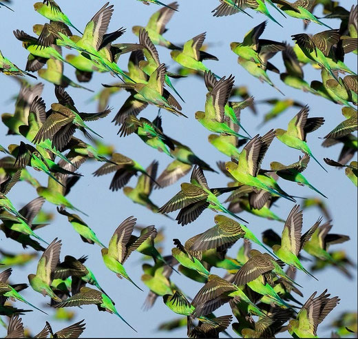 Ondulati di colore in natura
