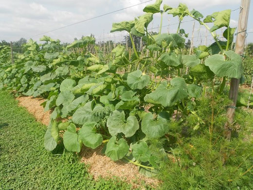 courges palissées sous paillis permanent