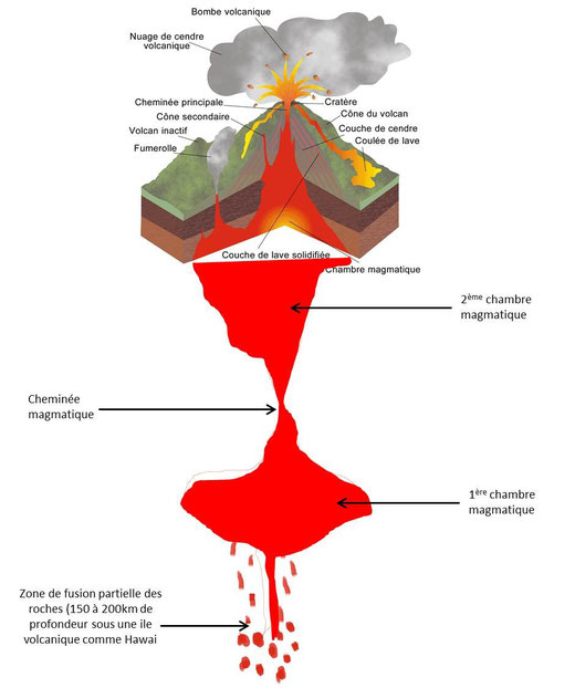 CHAPITRE 2 : UNE BOUCLE DE RÉGULATION  - SVTfacile