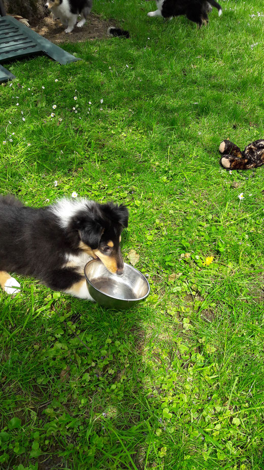 Nachzucht CollieGlueck, Züchterin, Hundetraining, Ausbildung für