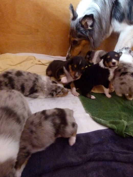 gewicht australian shepherd 8 wochen ein stattlicher schon recht großer junghund mit seinen 16 wochen gewicht australian shepherd 8 wochen ein stattlicher schon recht großer junghund mit seinen 16 wochen