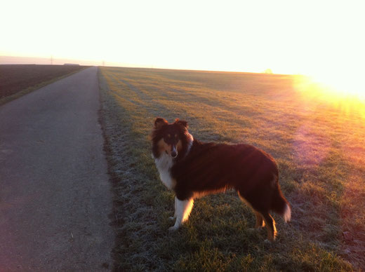 Amoon beim Abendspaziergang