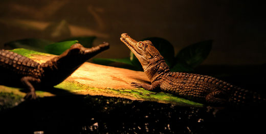 Krokodil Frakfurt Zoo