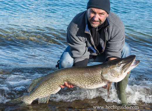 Die Renke ist ein 35cm Swimbait für kapitale Hechte