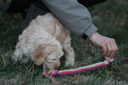 Hundeschule DreamTeam Welpentest