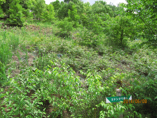 除草完了後の法面