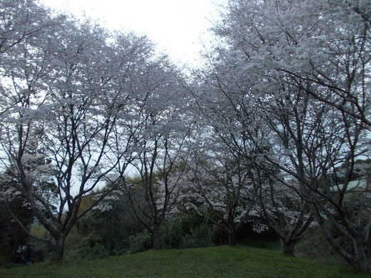 十島神社の桜