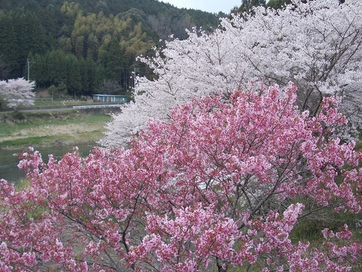 柳瀬橋の桜