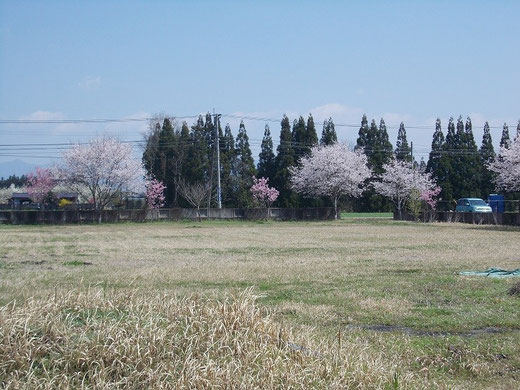 友愛苑の桜