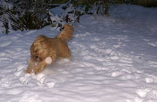 Bya-ra rennt durch den Schnee