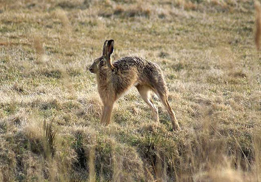 Hase mit Katzenbuckel
