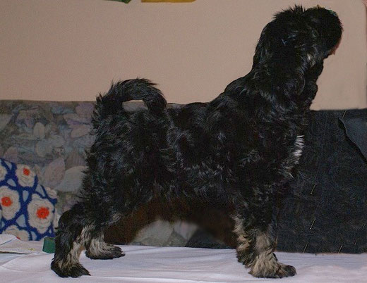 Srinagar Danda Fu-Yeshi Black Jewel