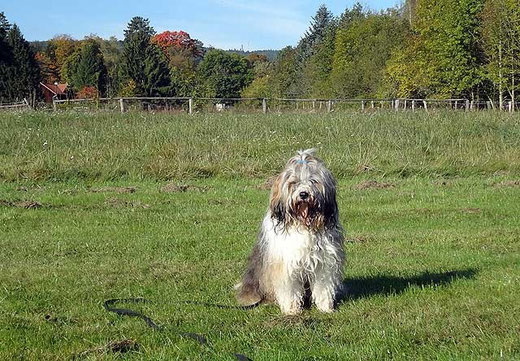 Milka auf der nassen Wiese - Im Hintergrund der Taunus