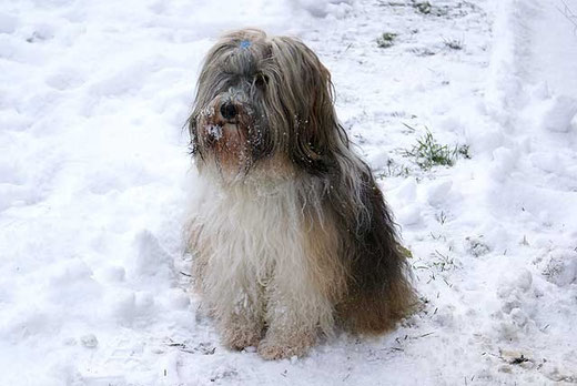 Milka im Schnee