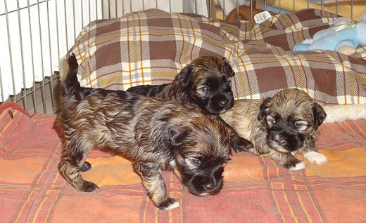 Femi, Mon-sha und Fiona