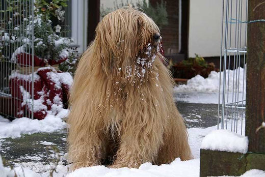 Bya-ra auf der verschneiten Terrasse