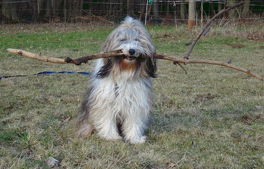 Milka sorgt für das Kaminholz