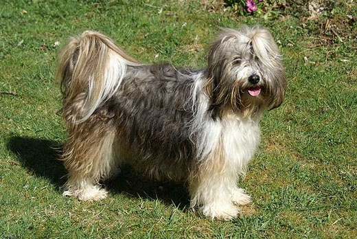 Milka im April 2013