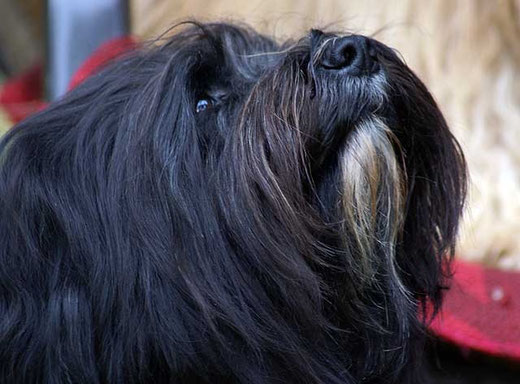 Tibet-Terrier-Hündin Srinagar Danda Champa Kar-mi