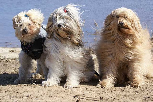 Indra, Milka und Bya-ra am Strand