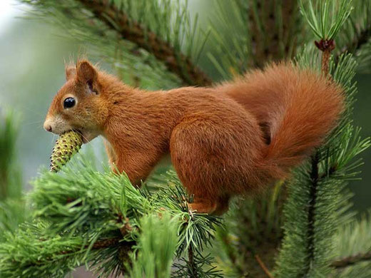 Eichhörnchen beim Klauen